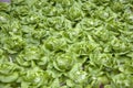 Organically Farmed Butterhead Lettuce