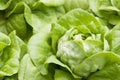 Organically Farmed Butterhead Lettuce Royalty Free Stock Photo