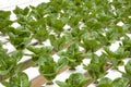 Organically Farmed Romaine Lettuce