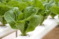 Organically Farmed Romaine Lettuce