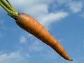 Organically grown carrot