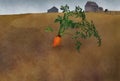 An organically grown carrot is seen in the ground in a rural setting