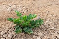 Organically grown celeriac plant from close in recently crumbled clay