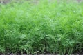 Organically grown dill in the soil. Royalty Free Stock Photo