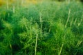 Organically grown dill in the soil. Organic farming in rural area Royalty Free Stock Photo