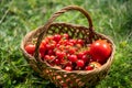 Organically grown freshly picked red tomatoes in the wooden basket. Royalty Free Stock Photo