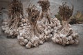 Organically grown garlic bulbs harvest