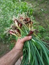 Organically grown onions