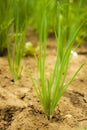 Organically grown onions with chives in the soil .Onion field Royalty Free Stock Photo
