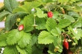 Organically wild strawberry plant with red fruits and bright flowers, green leaves and white blossoms in terracotta pots