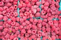 Organically grown raspberries for sale at the downtown farmers` market. Royalty Free Stock Photo