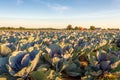 Red cabbages growing on a large Dutch field Royalty Free Stock Photo