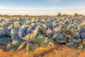 Red cabbages growing on a large Dutch field Royalty Free Stock Photo