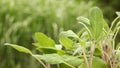 Organically grown sage in the garden