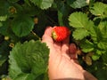 organically grown strawberries