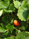 organically grown strawberries