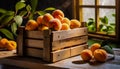 Organically produced and harvested vegetables and fruits from the farm. Fresh apricots in wooden crates and sacks. Royalty Free Stock Photo