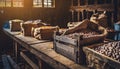 Organically produced and harvested vegetables and fruits from the farm. Fresh Dry beans in wooden crates and sacks. Royalty Free Stock Photo