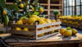 Organically produced and harvested vegetables and fruits from the farm. Fresh lemons in wooden crates and sacks. Royalty Free Stock Photo
