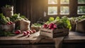 Organically produced and harvested vegetables and fruits from the farm. Fresh Red radishes in wooden crates and sacks. Royalty Free Stock Photo