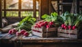 Organically produced and harvested vegetables and fruits from the farm. Fresh Red radishes in wooden crates and sacks. Royalty Free Stock Photo