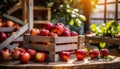 Organically produced and harvested vegetables and fruits from the farm. Fresh red and yellow apples in wooden crates and sacks. Royalty Free Stock Photo