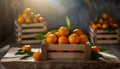 Organically produced and harvested vegetables and fruits from the farm. Fresh Tangerines in wooden crates and sacks.