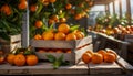 Organically produced and harvested vegetables and fruits from the farm. Fresh Tangerines in wooden crates and sacks.