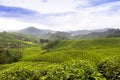 Tea Plantations Cameron highlands Malaysia Royalty Free Stock Photo