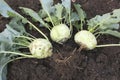 Organice Kohlrabi harvest Royalty Free Stock Photo