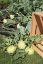 Organice Kohlrabi harvest from vegetable garden Royalty Free Stock Photo