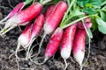 Organics radishes from garden