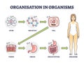 Organisation in organisms with hierarchical level structure outline diagram Royalty Free Stock Photo