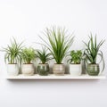 Organized Chaos: A Striped Arrangement Of Five Potted Plants