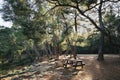 An organized picnic area in the forest: a wooden table and benches against the backdrop of a coniferous forest. Royalty Free Stock Photo
