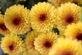 Organized row of blooming Lollipop Yellow Chrysanthemum flowers with water drops in center from morning dew.