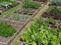Square garden boxes with different types of vegetables.
