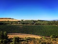 Organized, tidy grape farm / vineyard.