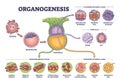 Organogenesis phase stages of embryonic development process outline diagram Royalty Free Stock Photo