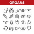 Organs Anatomical Collection Icons Set Vector Royalty Free Stock Photo