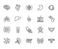 Organs, anatomy flat line icons set. Human bones, stomach, brain, heart, bladder, nervous system vector illustrations