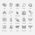 Organs, anatomy flat line icons set. Human bones, stomach, brain, heart, bladder, nervous system vector illustrations