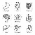 Organs, anatomy flat line icons set Royalty Free Stock Photo