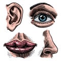 Organs anatomy illustration. Face detailed kiss or lips and ear, eye or view, look with nose. Human biology in vintage