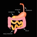 Organs of the gastrointestinal tract. Esophagus, stomach, duodenum, small intestine, colon. Digestion. Infographics. Vector Royalty Free Stock Photo