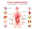 Organs in human body. Anatomical man silhouette, internal organs, educational infographics, medical biological poster