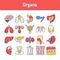 Organs line icons set. Isolated vector element Royalty Free Stock Photo