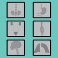 Organs radiographs vector icon