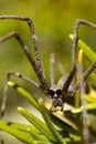 Orge Spider Amongst Rosemary