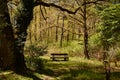 Orgi Forest in Ulzama. Near the town of Lizaso to be able to walk in the nature between centennial oaks